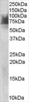 Anti-SLC6A4/5HTT/SERT antibody produced in goat affinity isolated antibody, buffered aqueous solution