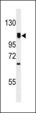 ANTI-G7C (N-TERM) antibody produced in rabbit IgG fraction of antiserum, buffered aqueous solution