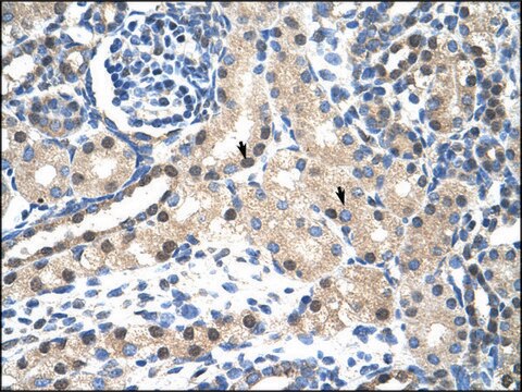 Anti-STAT1 (AB3) antibody produced in rabbit affinity isolated antibody