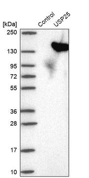 Anti-USP25 antibody produced in rabbit Prestige Antibodies&#174; Powered by Atlas Antibodies, affinity isolated antibody, buffered aqueous glycerol solution