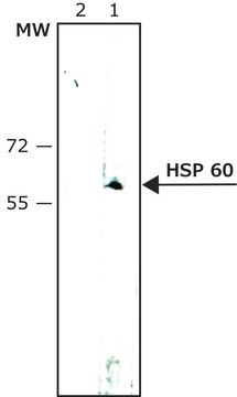 Monoclonal Anti-Heat Shock Protein 60 antibody produced in mouse clone LK1, ascites fluid