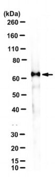 Anti-Sulf-2 Antibody, clone 5D5