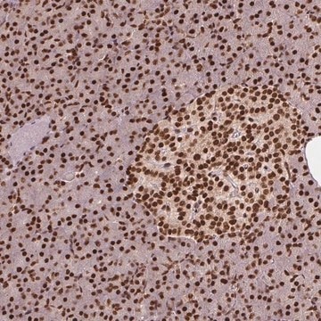 Anti-TTLL9 antibody produced in rabbit Prestige Antibodies&#174; Powered by Atlas Antibodies, affinity isolated antibody, buffered aqueous glycerol solution