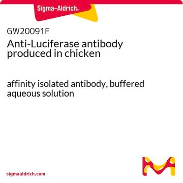 Anti-Luciferase antibody produced in chicken affinity isolated antibody, buffered aqueous solution