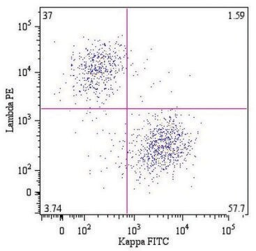 Monoclonal Anti-Lambda light chains-PE antibody produced in mouse clone 4C2, purified immunoglobulin, buffered aqueous solution