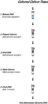 GenElute&#8482; Mammalian Genomic DNA Miniprep Kits sufficient for 10&#160;purifications