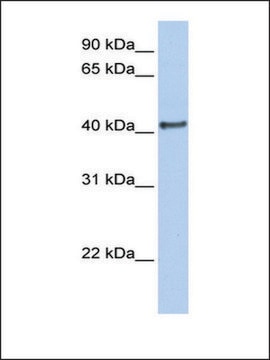 Anti-DMRT1 antibody produced in rabbit affinity isolated antibody