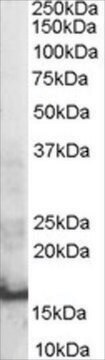 Anti-SH2D1A/SAP antibody produced in goat affinity isolated antibody, buffered aqueous solution