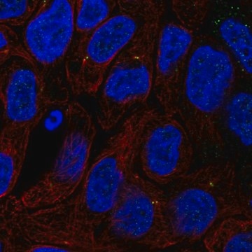 Anti-TTC6 antibody produced in rabbit Prestige Antibodies&#174; Powered by Atlas Antibodies, affinity isolated antibody, buffered aqueous glycerol solution