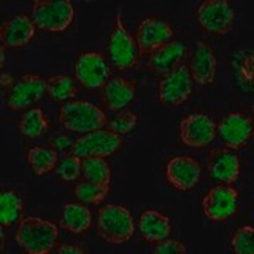 Anti-TFDP2 antibody produced in rabbit Prestige Antibodies&#174; Powered by Atlas Antibodies, affinity isolated antibody, buffered aqueous glycerol solution