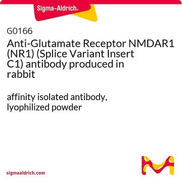 Anti-Glutamate Receptor NMDAR1 (NR1) (Splice Variant Insert C1) antibody produced in rabbit affinity isolated antibody, lyophilized powder