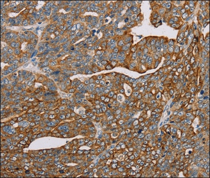 Anti-MTFP1 antibody produced in rabbit affinity isolated antibody