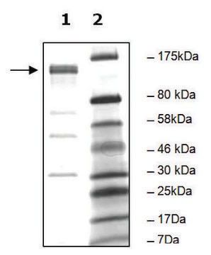 PDE4A10 active human recombinant, expressed in baculovirus infected Sf9 cells, &#8805;75% (SDS-PAGE)