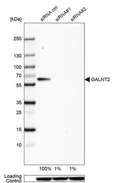 Anti-GALNT2 antibody produced in rabbit Prestige Antibodies&#174; Powered by Atlas Antibodies, affinity isolated antibody, buffered aqueous glycerol solution