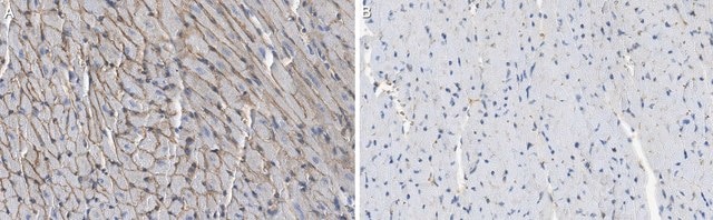 Anti-&#945;-Dystroglycan Antibody