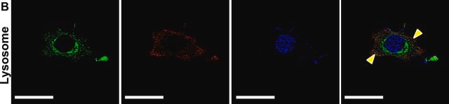 Anti-LAMP2 antibody produced in rabbit affinity isolated antibody, buffered aqueous solution