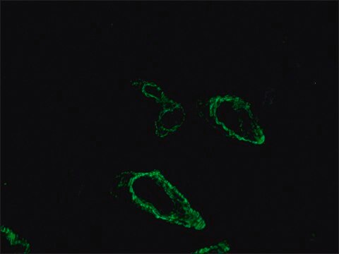 Anti-Mouse IgG (Fab specific)&#8722;FITC antibody produced in goat affinity isolated antibody, buffered aqueous solution