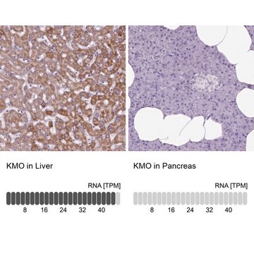 Anti-KMO antibody produced in rabbit Prestige Antibodies&#174; Powered by Atlas Antibodies, affinity isolated antibody, buffered aqueous glycerol solution