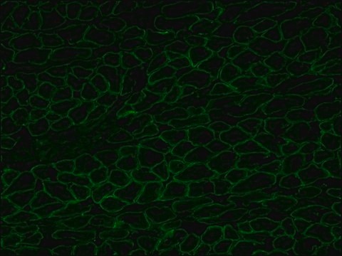 Anti-Dystrophin antibody, Mouse monoclonal clone MANDYS8, purified from hybridoma cell culture