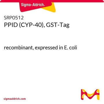 PPID (CYP-40), GST-Tag recombinant, expressed in E. coli