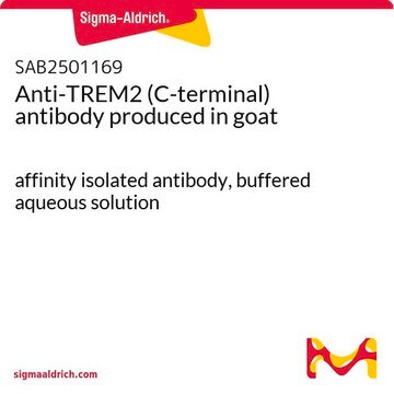 Anti-TREM2 (C-terminal) antibody produced in goat affinity isolated antibody, buffered aqueous solution