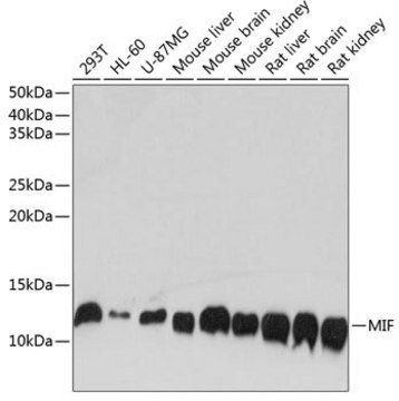 Anti-MIF antibody produced in rabbit