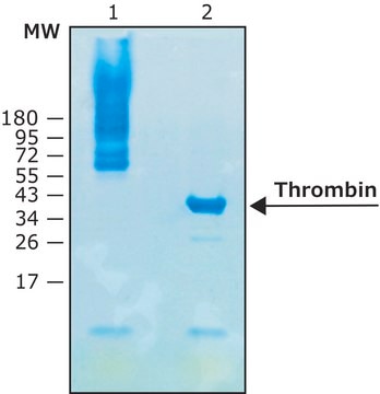 Thrombin protease, biotin-tagged human recombinant,expressed in HEK 293 cells, &#8805;5000&#160;units/mL