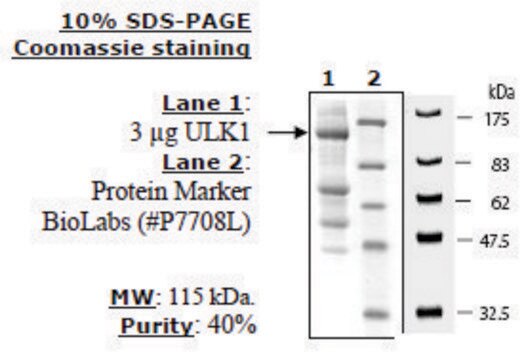 ULK Active human recombinant, expressed in FreeStyle&#8482; 293-F cells, &#8805;40% (SDS-PAGE)