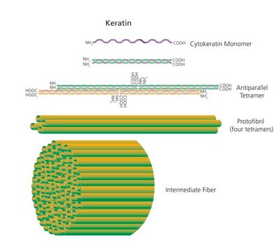 Keratin from human epidermis aqueous solution