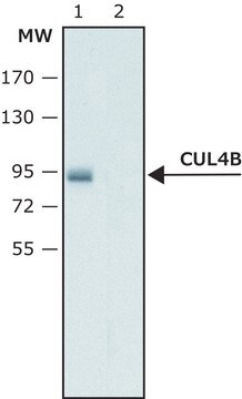 Anti-Cullin-4B antibody produced in rabbit ~1.0&#160;mg/mL, affinity isolated antibody, buffered aqueous solution