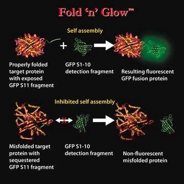 In Vitro Mammalian Optimized Split GFP Fold &#8242;n&#8242; Glow&#8482; Solubility Assay Kit (green)