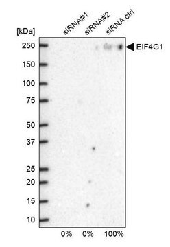 Anti-EIF4G1 antibody produced in rabbit Prestige Antibodies&#174; Powered by Atlas Antibodies, affinity isolated antibody, buffered aqueous glycerol solution