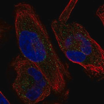 Anti-KCNH1 antibody produced in rabbit Prestige Antibodies&#174; Powered by Atlas Antibodies, affinity isolated antibody