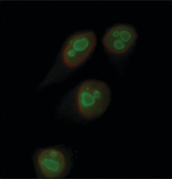 Anti-Nucleolin&#8722;Atto 488 antibody produced in rabbit 1.5-3.0&#160;mg/mL, affinity isolated antibody, buffered aqueous solution