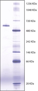 Butyrylcholinesterase from equine serum Suitable for manufacturing of diagnostic kits and reagents, &#8805;900&#160;units/mg protein