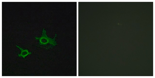 Anti-FZD3 antibody produced in rabbit affinity isolated antibody