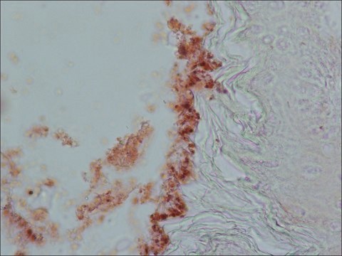 Anti-Cholecystokinin (26-33) (CCK-8) antibody produced in rabbit whole antiserum