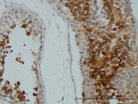 Monoclonal Anti-AKT1 antibody produced in mouse clone 4B9, purified immunoglobulin, buffered aqueous solution