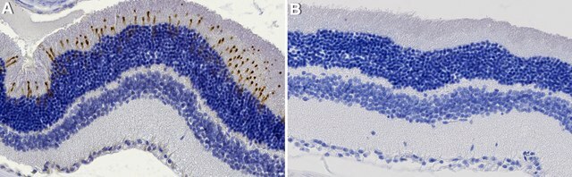 Anti-Opsin Antibody, Red/Green Chemicon&#174;, from rabbit