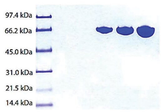 Transferrin (HOLO) from human plasma &#8805;95% (SDS-PAGE)