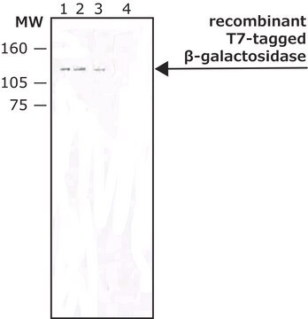 Monoclonal Anti-T7 tag antibody produced in mouse purified immunoglobulin, buffered aqueous solution