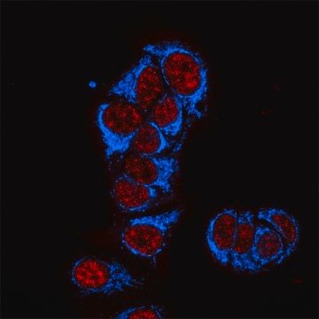 Anti-Mouse IgG2b (&#947;2b), CF&#8482;405S antibody produced in goat ~2&#160;mg/mL, affinity isolated antibody, buffered aqueous solution