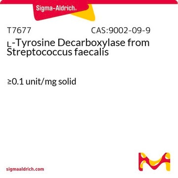 L-Tyrosine Decarboxylase from Streptococcus faecalis &#8805;0.1&#160;unit/mg solid