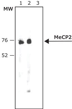 Anti-MeCP2 antibody produced in rabbit ~0.6&#160;mg/mL, affinity isolated antibody, buffered aqueous solution