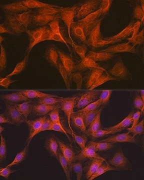 Anti-CLOCK antibody produced in rabbit