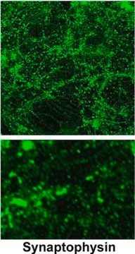 Anti-Synaptophysin antibody produced in rabbit affinity isolated antibody