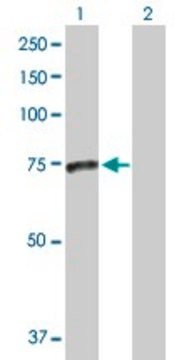 Anti-SMPD3 antibody produced in rabbit purified immunoglobulin, buffered aqueous solution