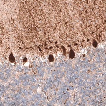 Monoclonal Anti-PCP4 antibody produced in mouse Prestige Antibodies&#174; Powered by Atlas Antibodies, clone CL5306, purified immunoglobulin, buffered aqueous glycerol solution