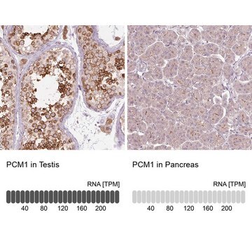 Monoclonal Anti-PCM1 antibody produced in mouse Prestige Antibodies&#174; Powered by Atlas Antibodies, clone CL0206, purified immunoglobulin, buffered aqueous glycerol solution