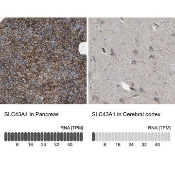 Anti-SLC43A1 antibody produced in rabbit Prestige Antibodies&#174; Powered by Atlas Antibodies, affinity isolated antibody, buffered aqueous glycerol solution